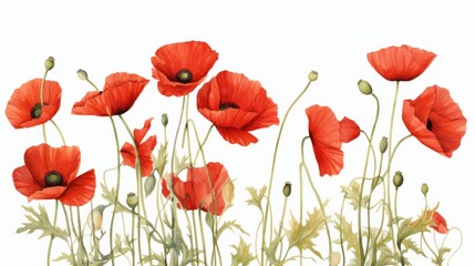 Fototapeta premium Vibrant Red Poppies in Blooming Field Illustration. French Guiana Armistice Day