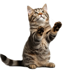 Obraz premium A cat stands up with two front paws up on transparent background
