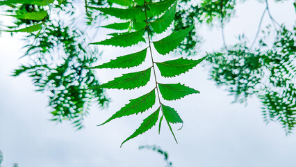 Stunning Sky with Leaves Background Perfect for Nature-Themed Designs, Digital Projects, or Relaxing Environments