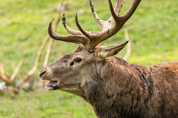 Obraz premium European red deer with large antlers with green grass in the background in the autumn forest in the reserve in Austria near Hohe Wand during mating season, close-up view of the face of the deer