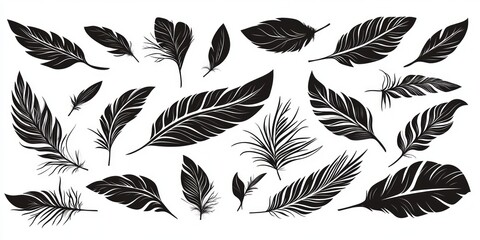Fototapeta premium Elegant Black Feather Design