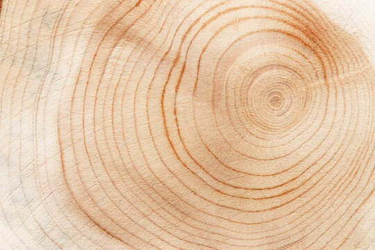Wood pattern, detailed view of wooden surface with natural tree rings of juniper, grain and line patterns, organic textures in earthy tones. Perfect for nature, woodworking, or organic design