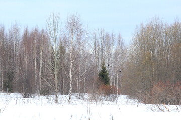 forests of northeastern Europe in early March