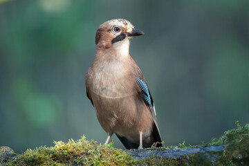 Bird - Eurasian Jay Garullus glandarius, bird bathes and drinking water in a forest pool, summer time