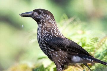 Bird Nutcracker Nucifraga caryocatactes autumn time forest pond Knyszynska Primeval Forest north part Poland Europe bird drinking water