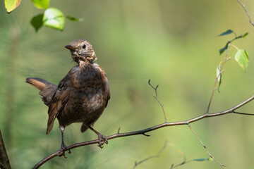 female Blackbird Turdus merula on the forest puddle bird batch time Poland Europe drinking water