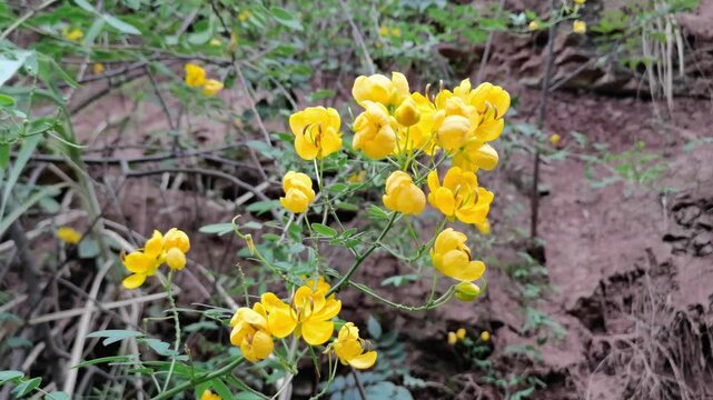Senna tora (Cassiatora,tora,sickle senna,senna,sicklepod) is a leguminous plant. Traditional medicine. Beautiful green yellow senna spectabilis bicapsularis flower.Chinese medicinal herbs plant