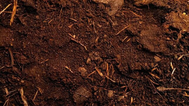 Rich soil texture with organic mulch and decomposed bark in natural garden, 4k video