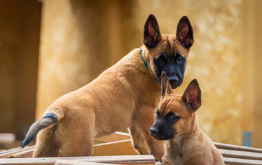 Obraz premium Two adorable puppies of belgian shepherd malinois on the wooden background.
