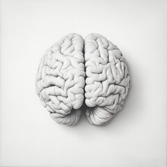 Naklejka premium A realistic depiction of a human brain with distinct hemispheres and folds on a white background.