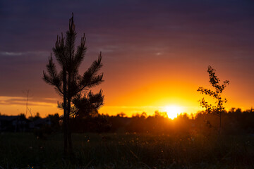 Fototapeta premium Sunset over a meadow with grass and trees in the foreground