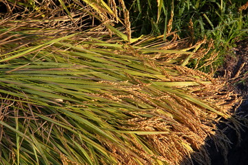 頭をたれる山田錦