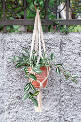 Macrame Hanging Pot with Green Foliage - Boho-Chic Decor. Vertical