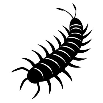 black centipede crawling on white background