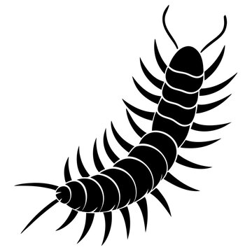 black centipede crawling on white background