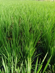 green rice field