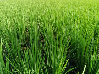 green rice field