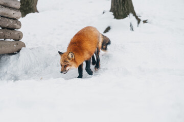 Cute fox on snow in winter season at Zao fox village, Miyagi prefecture, Japan. landmark and popular for tourists attraction near Sendai, Tohoku region, Japan. Travel and Vacation concept