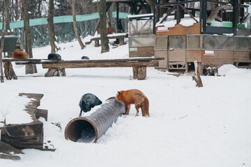 Cute fox on snow in winter season at Zao fox village, Miyagi prefecture, Japan. landmark and...