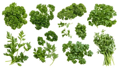 Fototapeta premium Fresh Green Parsley Collection