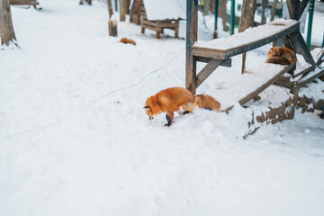Cute fox on snow in winter season at Zao fox village, Miyagi prefecture, Japan. landmark and...