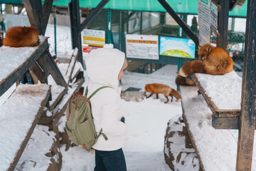 Woman tourist with Cute fox on snow in winter season at Zao fox village, traveler sightseeing...