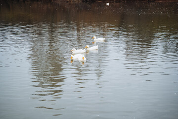 A tranquil and serene scene depicting ducks gracefully swimming in calm waters, beautifully surrounded by lush nature and vibrant ecosystems