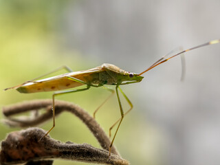 The rice pest insect Leptocorisa oratoria or rice ear bug is from the family Alydidae, a broad-headed insect. Perches on branches in rice fields. Macro photo technique.
