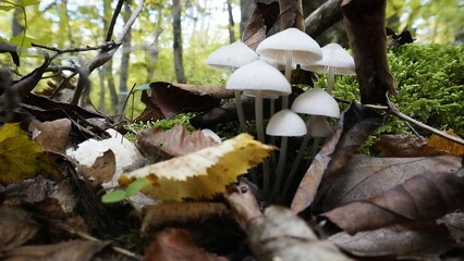 Enchanted Mushroom Forest Podium: A whimsical 3D render of a yellow podium nestled amongst a vibrant forest of mushrooms, bathed in warm, inviting light. Perfect for showcasing autumn or nature-themed