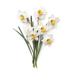 Narcissus isolated on white.
