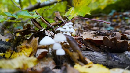 Enchanted Mushroom Forest Podium: A whimsical 3D render of a yellow podium nestled amongst a vibrant forest of mushrooms, bathed in warm, inviting light. Perfect for showcasing autumn or nature-themed