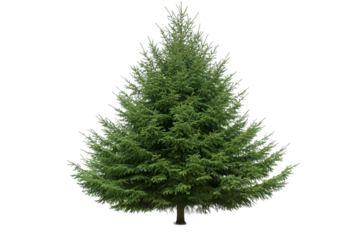 Majestic Evergreen Tree: A Symbol of Nature's Resilience