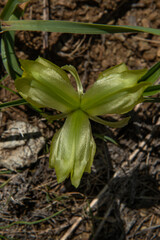 Endemic flower species in Turkey. Colorful flowers in the Tunceli mountains. Colorful mountain flowers. Wildflowers blooming in spring. Tchihatchewia isatidea, the only species in its genus. Türkiye.