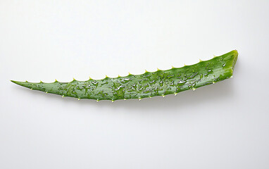 Naklejka premium aloe vera leaf