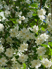 Philadelphus inodorus | Scentless mock-orange shrub with dense erect thin stems bearing flowers cup-shaped with white petals and long stamens between a green foliage

