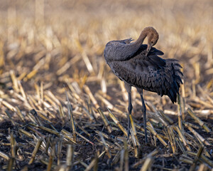 Junger Kranich bei der Gefiederpflege auf einem abgeernteten Maisfeld