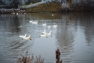 A tranquil, serene scene featuring white ducks gracefully swimming on a calm lake, surrounded by the beauty of natures lush greenery