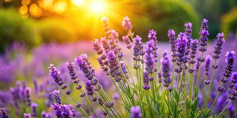 Obraz premium A lavender plant with purple flowers blooming in a garden on a sunny day, blossoms, flora, nature, field, sun