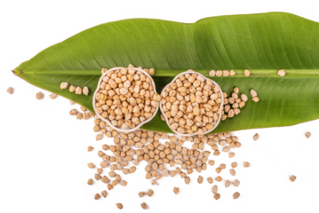 Chickpeas, raw and uncooked. Full body photo of dry yellow colored shelled garbanzo beans on a white background. Close up view of chickpeas for cooking or health food concept. A handful of chickpea