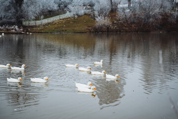 A serene and tranquil winter scene unfolds as several ducks gracefully swim in a frosty lake, which beautifully reflects a frostcovered landscape