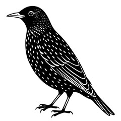 European starling silhouette vector illustration on a white background