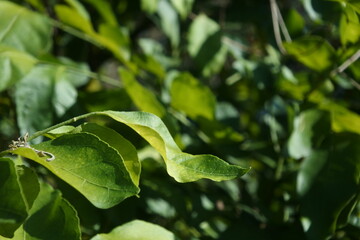 leaf with drops