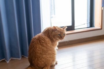 窓辺で座る可愛い猫　茶トラ猫