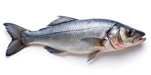 Obraz premium Fresh raw sea bass fish isolated on white background, sea bass, fresh, raw, seafood, fish, ocean, isolated