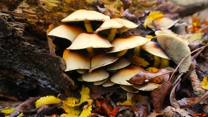 Enchanted Mushroom Forest Podium: A whimsical 3D render of a yellow podium nestled amongst a vibrant forest of mushrooms, bathed in warm, inviting light. Perfect for showcasing autumn or nature-themed