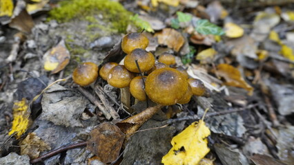 Enchanted Mushroom Forest Podium: A whimsical 3D render of a yellow podium nestled amongst a vibrant forest of mushrooms, bathed in warm, inviting light. Perfect for showcasing autumn or nature-themed