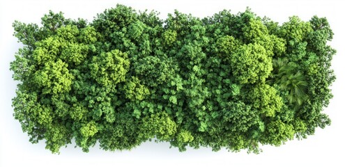 Majestic Green Forest Canopy