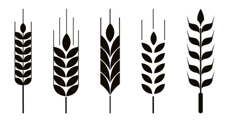 grain wheat icon