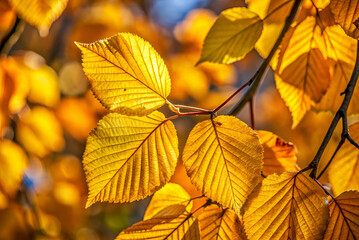 Obraz premium Vibrant golden leaves set against a blurred background, capturing the essence of autumn's beauty and the transition of nature.