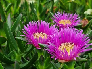 Seasonal flowerrs of Israel . 